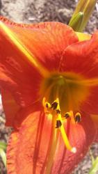 Thumb of 2015-07-21/DogsNDaylilies/2add3c