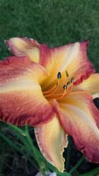 Thumb of 2015-07-21/DogsNDaylilies/2ed87d