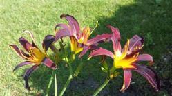 Thumb of 2015-07-21/DogsNDaylilies/5037d0
