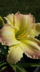 Thumb of 2015-07-21/DogsNDaylilies/977719