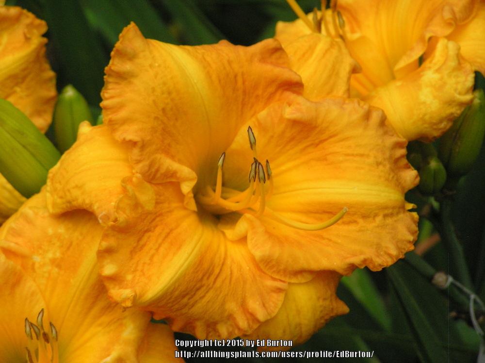 Photo of Daylily (Hemerocallis 'Orange Aglow') uploaded by EdBurton