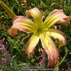 Location: My garden in Kentucky
Date: 2015-07-21
Unknown daylily at this time. Taken at 2:59 pm.
