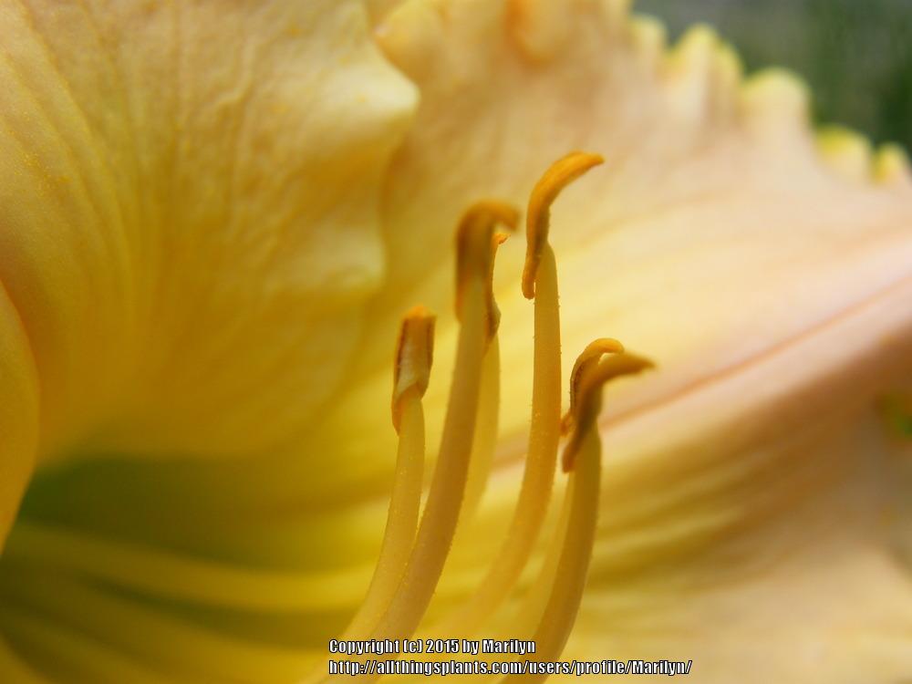 Photo of Daylily (Hemerocallis 'Debbie's Vows') uploaded by Marilyn