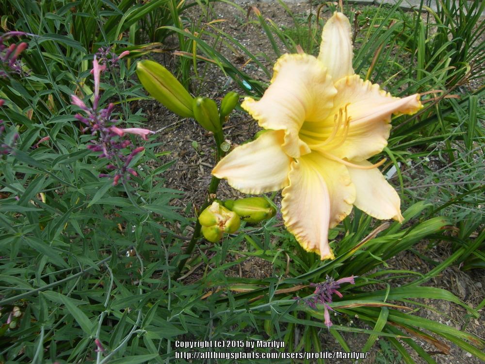 Photo of Daylily (Hemerocallis 'Debbie's Vows') uploaded by Marilyn
