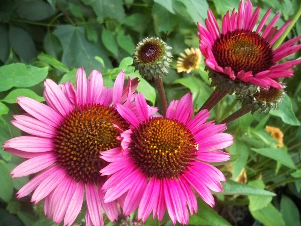 Photo of Coneflower (Echinacea 'Fatal Attraction') uploaded by NJBob