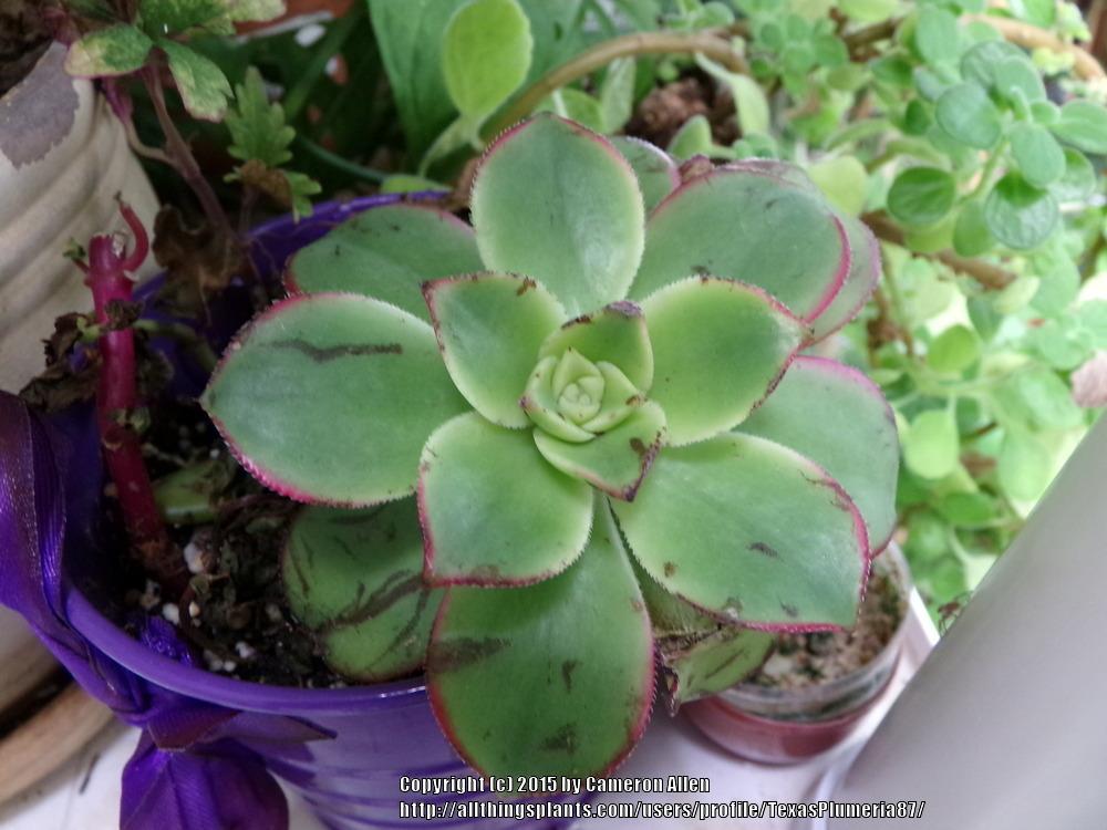 Photo of Aeonium (Aeonium haworthii 'Dream Color') uploaded by TexasPlumeria87