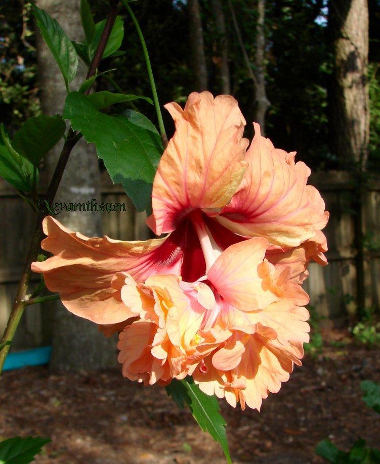 Photo of Tropical Hibiscus (Hibiscus rosa-sinensis 'El Capitolio Sport') uploaded by Xeramtheum