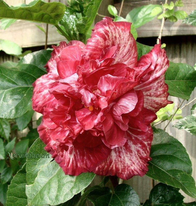 Photo of Tropical Hibiscus (Hibiscus rosa-sinensis 'Love Story') uploaded by Xeramtheum