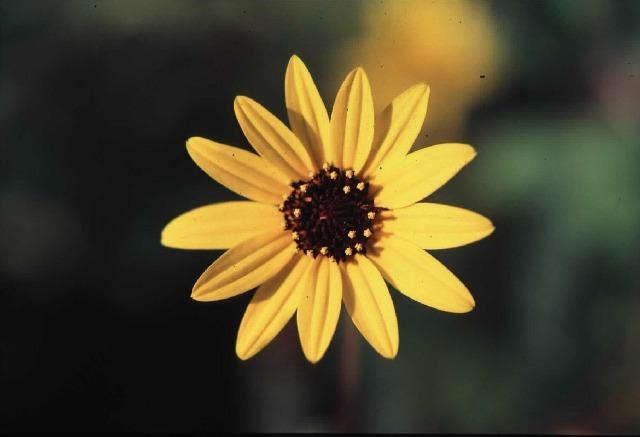 Photo of Dune Sunflower (Helianthus debilis subsp. vestitus) uploaded by admin