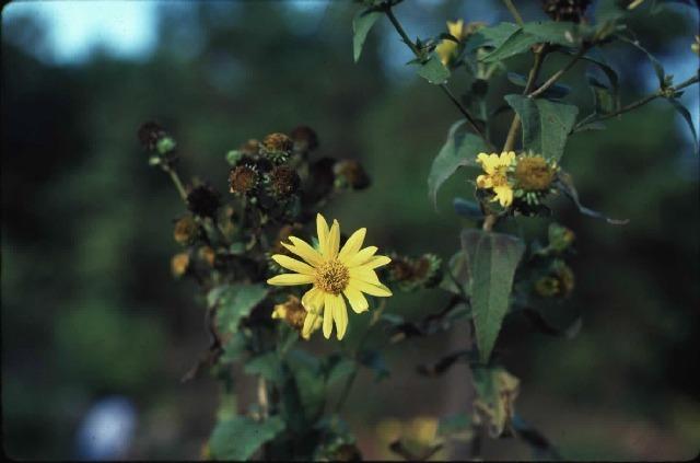 Photo of Sunflower (Helianthus divaricatus) uploaded by admin