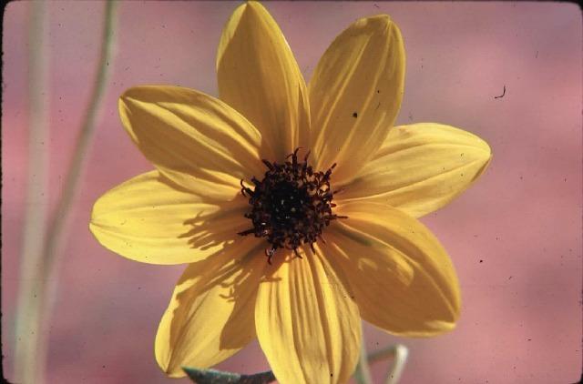 Photo of Western Sunflower (Helianthus anomalus) uploaded by admin
