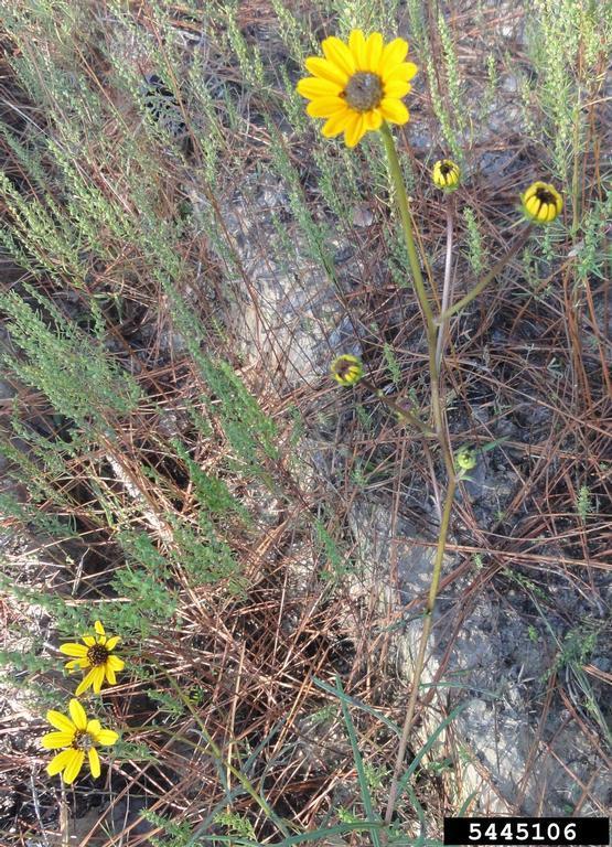 Photo of Swamp Sunflower (Helianthus angustifolius) uploaded by admin