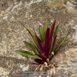 Location: Rio de Janeiro, Brazil
Date: 2014-12-11
Growing in the cracks of an old wall.