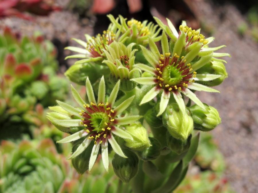 Photo of Hen and Chicks (Sempervivum 'Soft Line') uploaded by goldfinch4