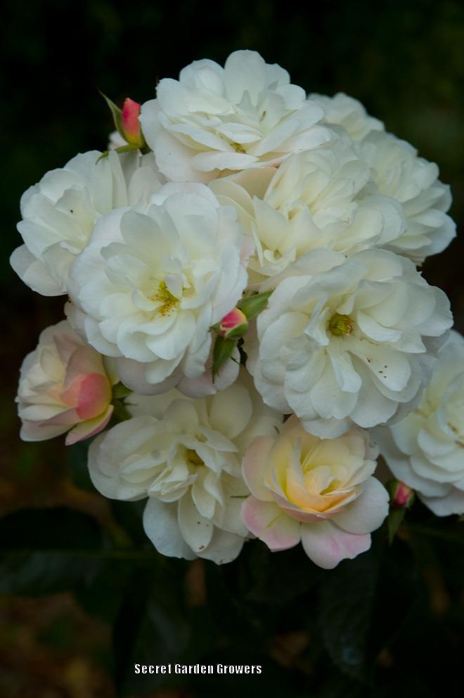 Photo of Rose (Rosa 'Bouquet Parfait') uploaded by Joy