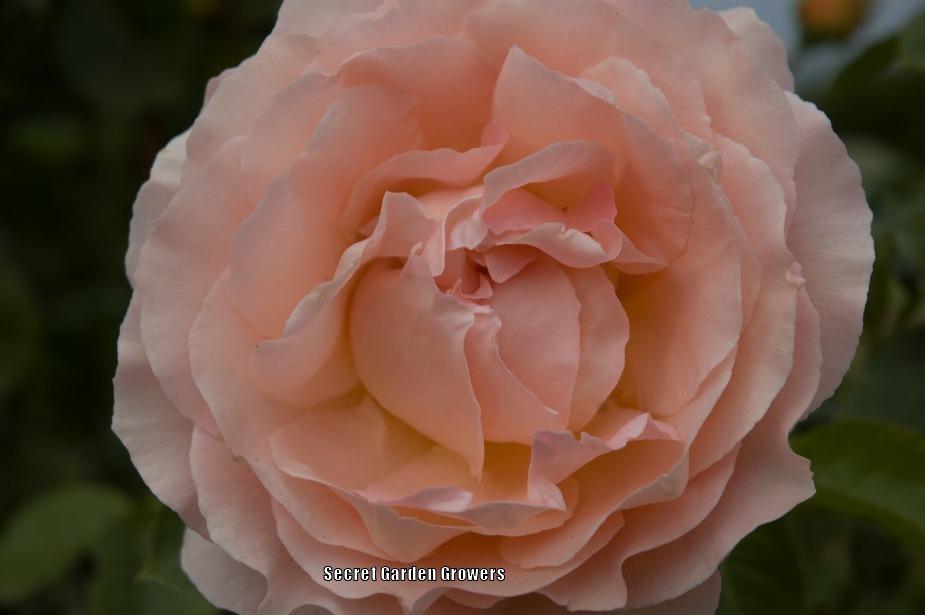 Photo of Rose (Rosa 'Polka') uploaded by Joy