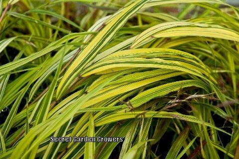 Photo of Japanese Forest Grass (Hakonechloa macra 'Aureola') uploaded by Joy