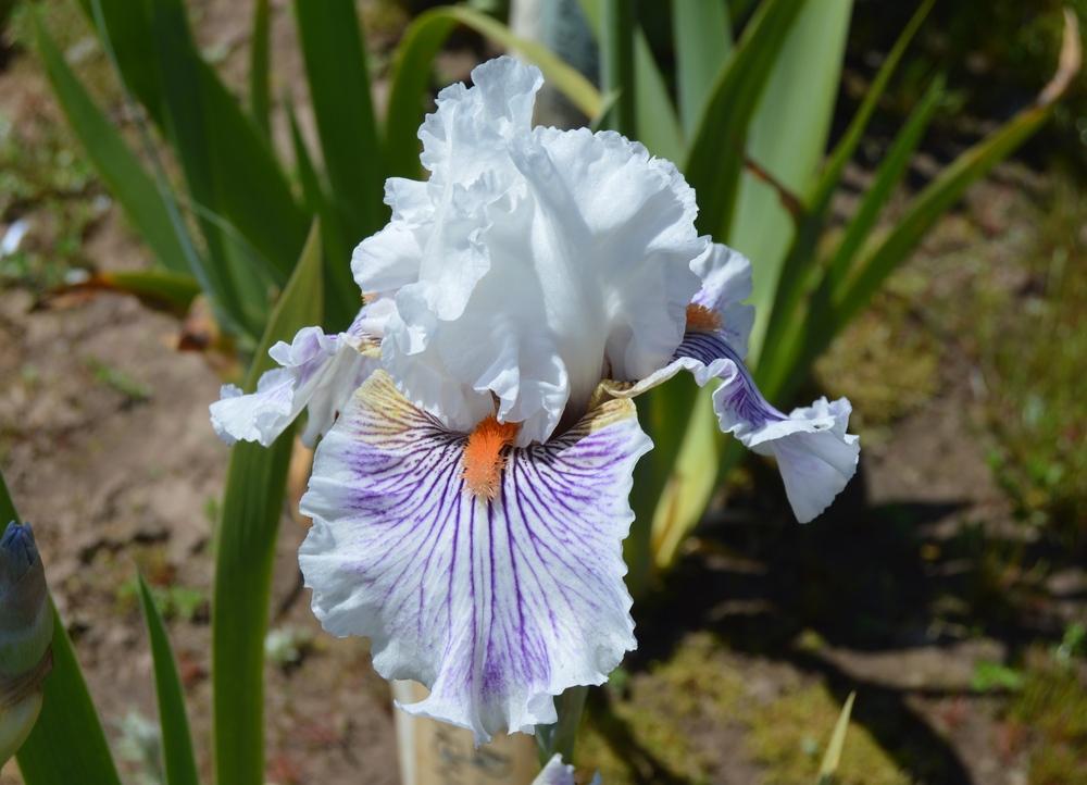 Photo of Tall Bearded Iris (Iris 'Berserk') uploaded by KentPfeiffer