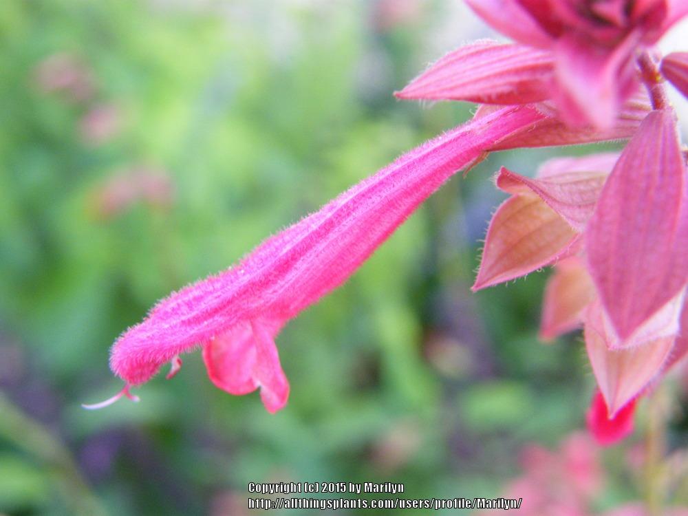 Photo of Salvia Ember's Wish uploaded by Marilyn