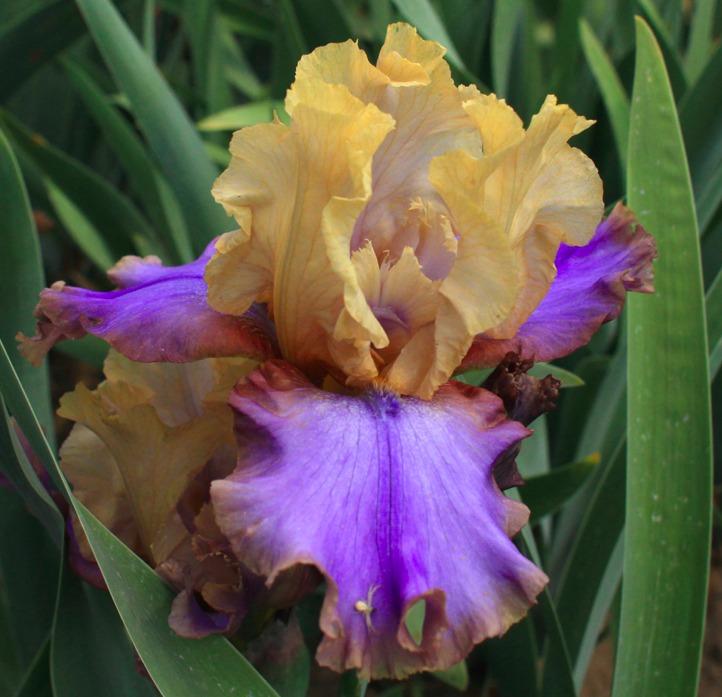 Photo of Tall Bearded Iris (Iris 'Sargent Preston') uploaded by Moiris