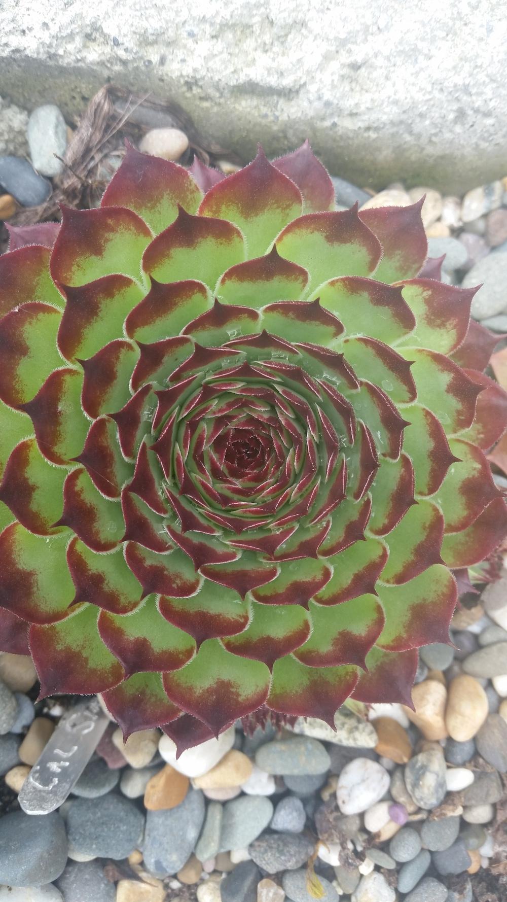 Photo of Hen and Chicks (Sempervivum calcareum 'Sir William Lawrence') uploaded by Paddy