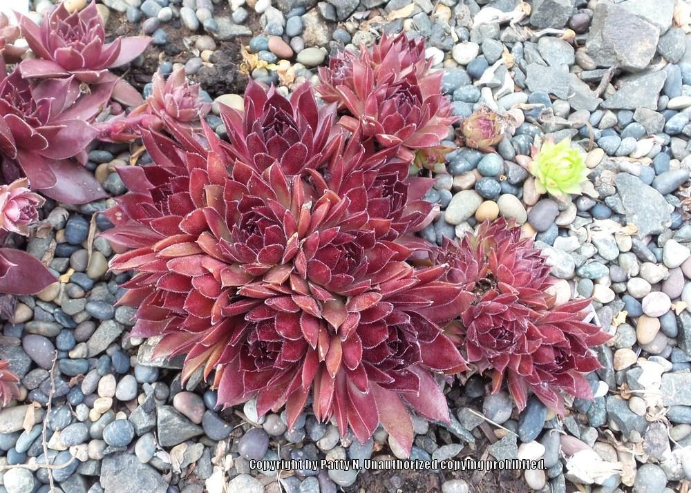 Photo of Hen and Chicks (Sempervivum 'Oh My') uploaded by Patty