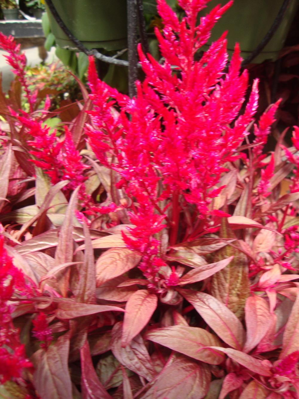 Photo of Celosia uploaded by Paul2032