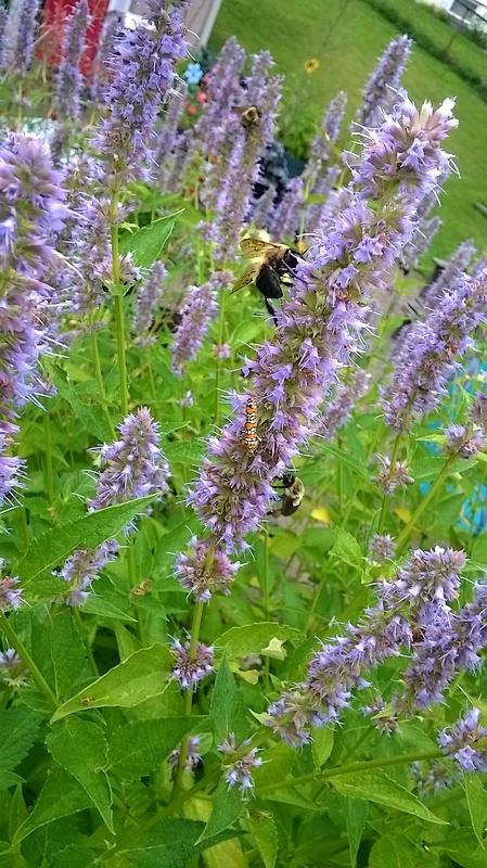 Photo of Anise Hyssop (Agastache 'Blue Fortune') uploaded by krobra