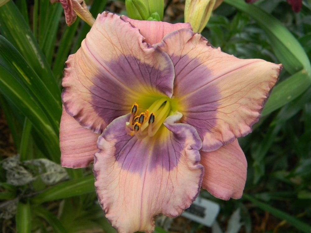 Photo of Daylily (Hemerocallis 'Orchid Elegance') uploaded by mattsmom