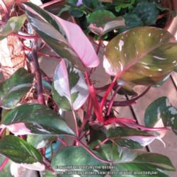 Location: Daytona Beach, Florida
Date: 2015-07-22
Pretty leaves of Philodendron erubescens 'Pink Princess'