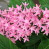 Pentas lanceolata "Butterfly Pink" Egyptian Star Cluster