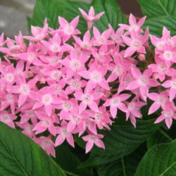 Location: Colima, Colima Mexico (Zone 11)
Date: 2013-09-27
Pentas lanceolata "Butterfly Pink" Egyptian Star Cluster