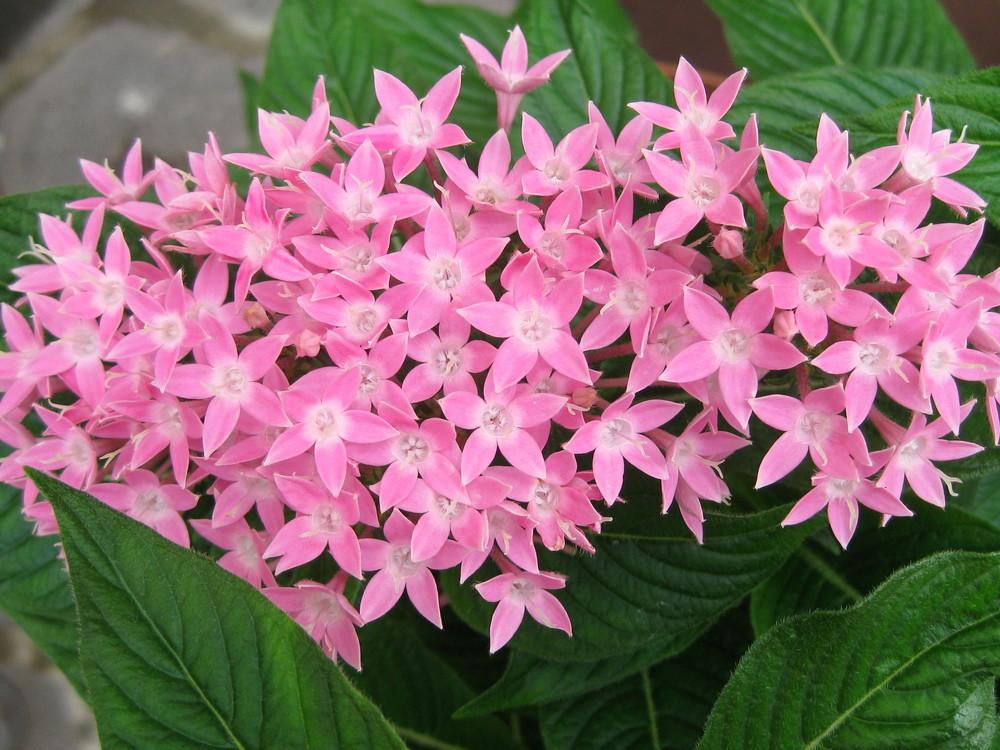 Photo of Egyptian Star Cluster (Pentas lanceolata 'Butterfly Pink') uploaded by vitrsna