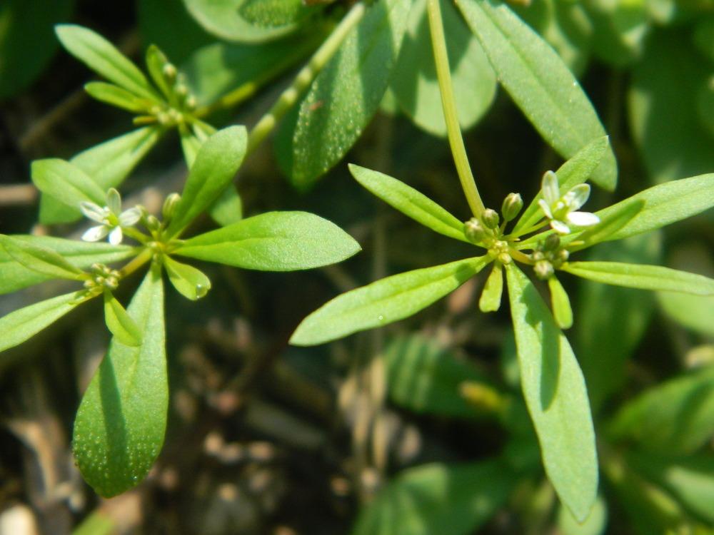 Photo of Green Carpetweed (Mollugo verticillata) uploaded by wildflowers