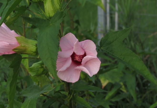 Photo of Rose Mallow (Hibiscus laevis) uploaded by Chillybean