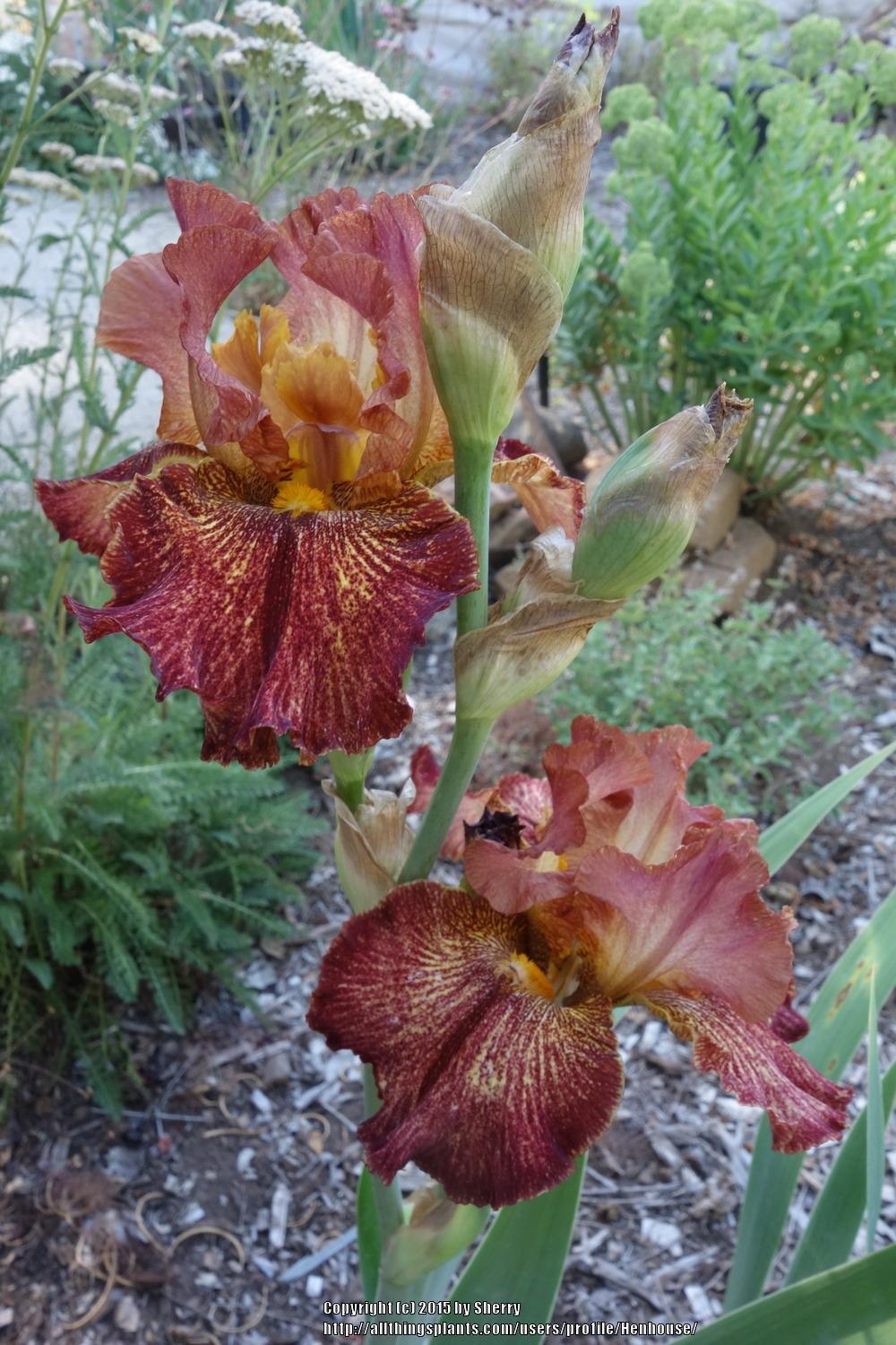 Photo of Tall Bearded Iris (Iris 'Gladiatrix') uploaded by Henhouse