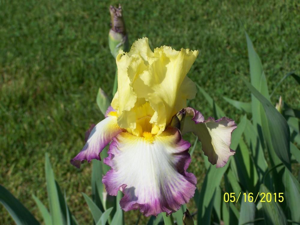 Photo of Tall Bearded Iris (Iris 'Kiss of Kisses') uploaded by Misawa77