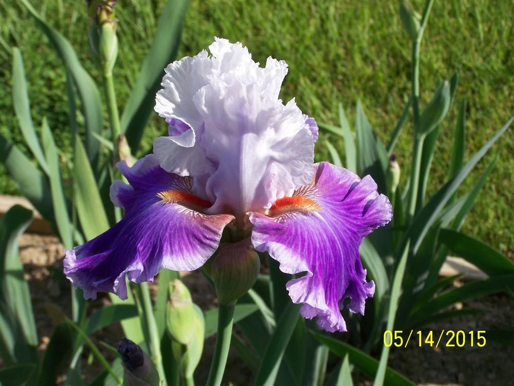 Photo of Tall Bearded Iris (Iris 'Racing Heart') uploaded by Misawa77