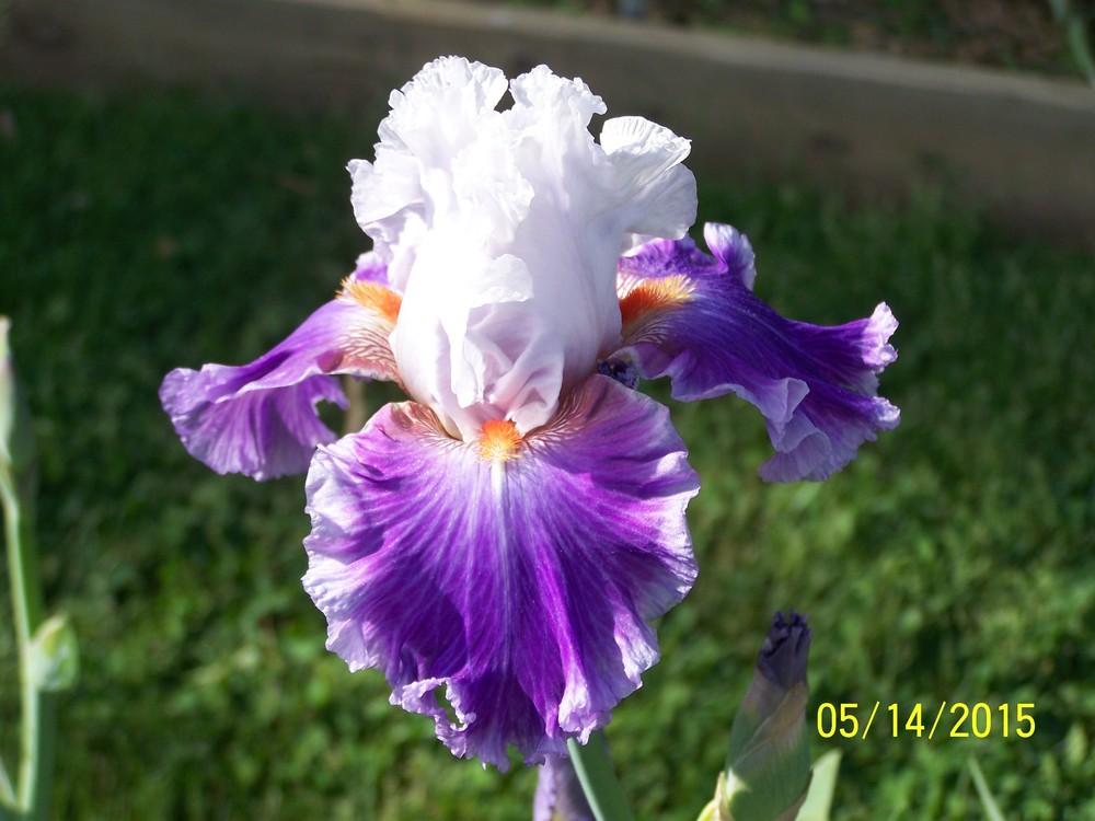 Photo of Tall Bearded Iris (Iris 'Racing Heart') uploaded by Misawa77