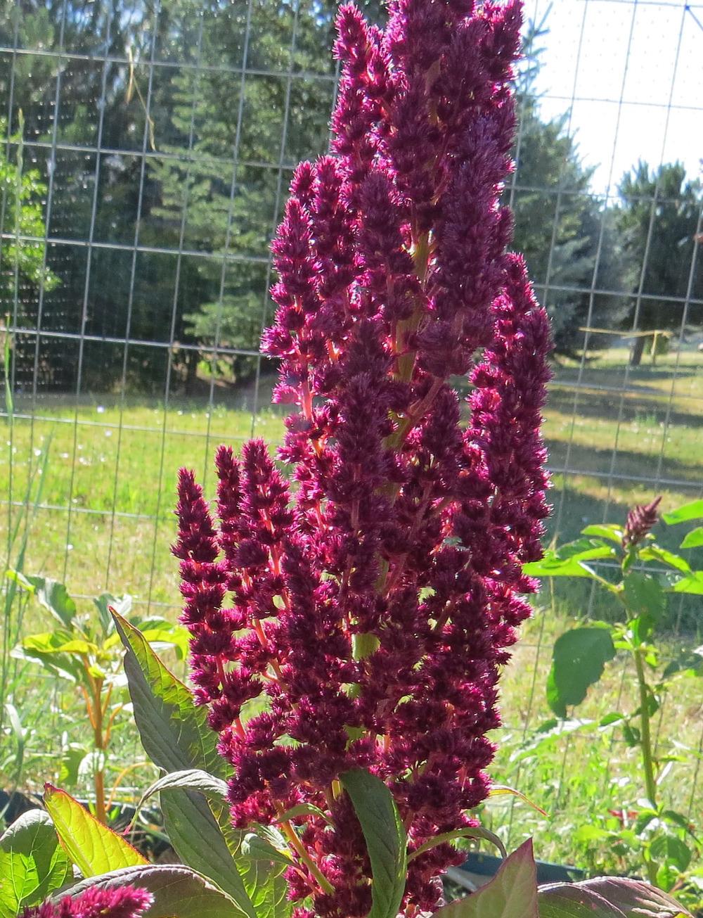 Photo of Prince-of-Wales Feather (Amaranthus hypochondriacus 'Pygmy Torch') uploaded by Natalie