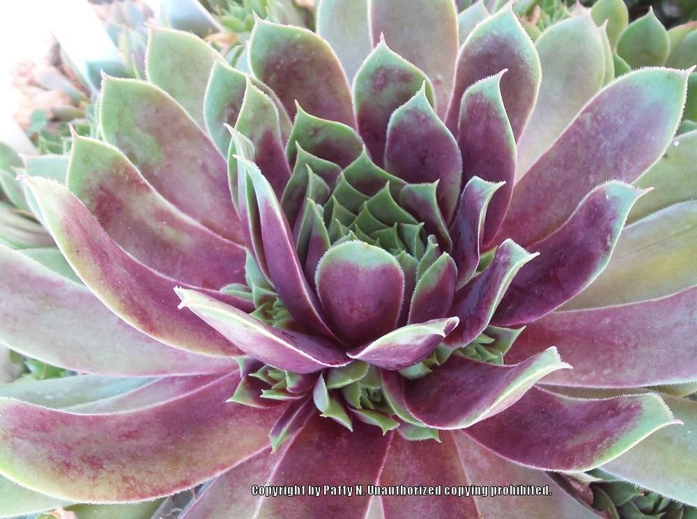 Photo of Hen and Chicks (Sempervivum 'Killer') uploaded by Patty