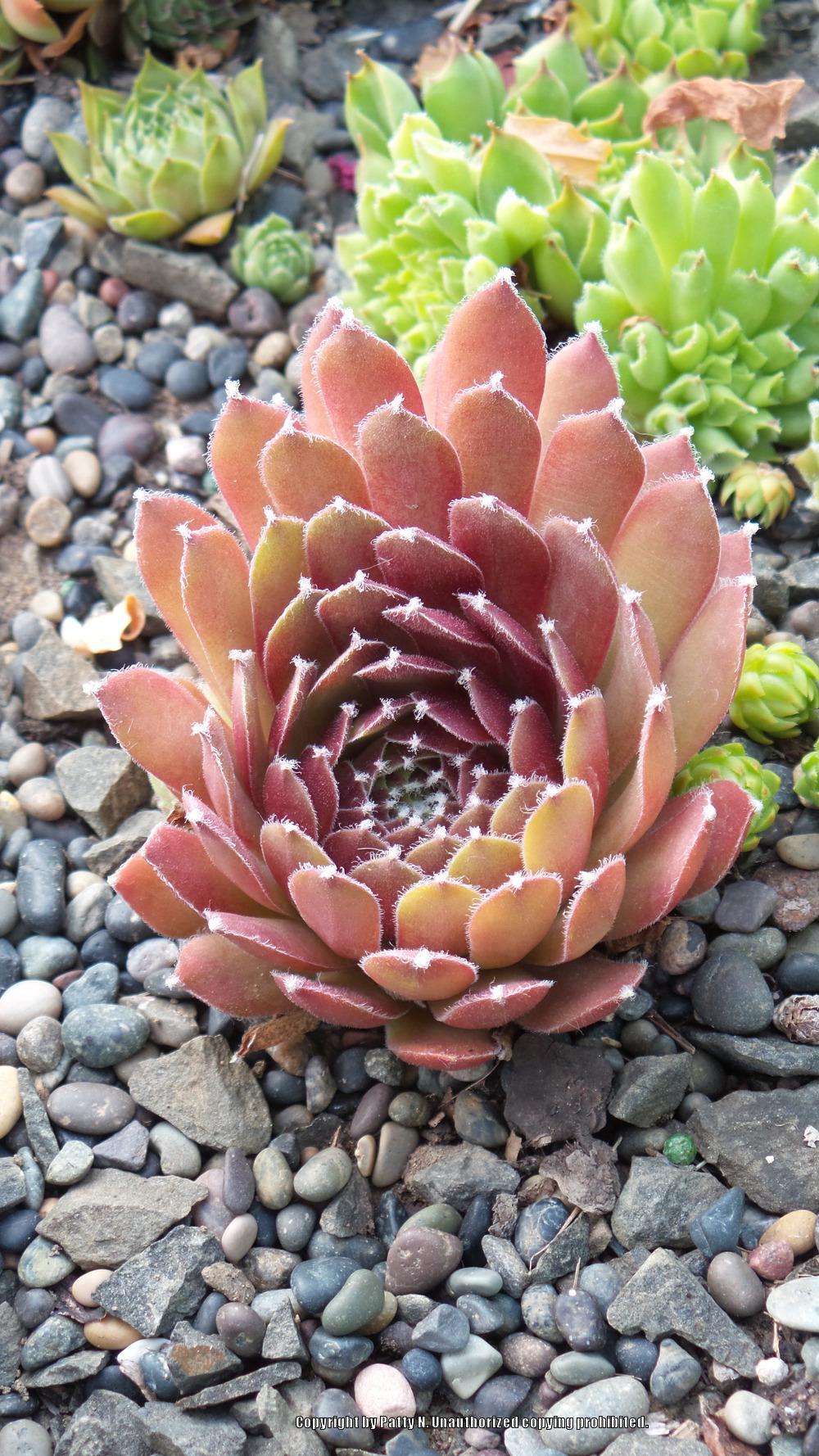 Photo of Hen and Chicks (Sempervivum 'Afterglow') uploaded by Patty