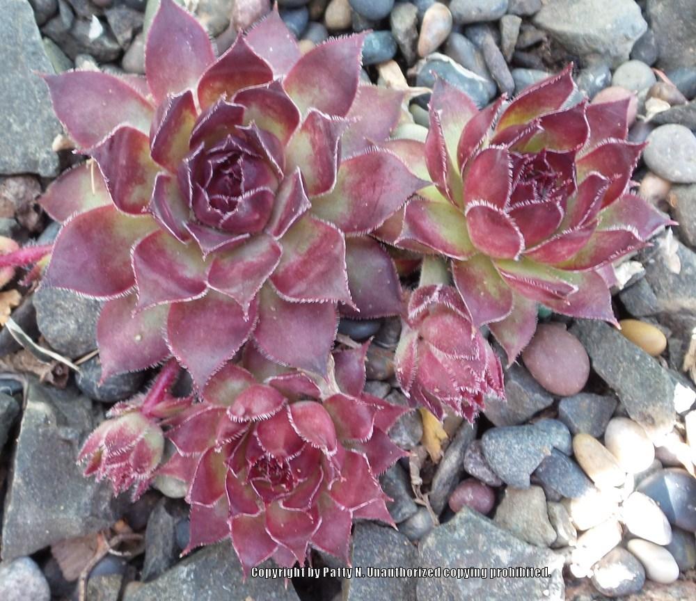 Photo of Hen and Chicks (Sempervivum 'Pacific Daemon') uploaded by Patty