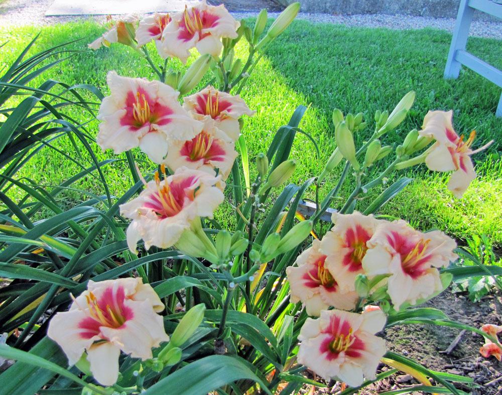 Photo of Daylilies (Hemerocallis) uploaded by TBGDN