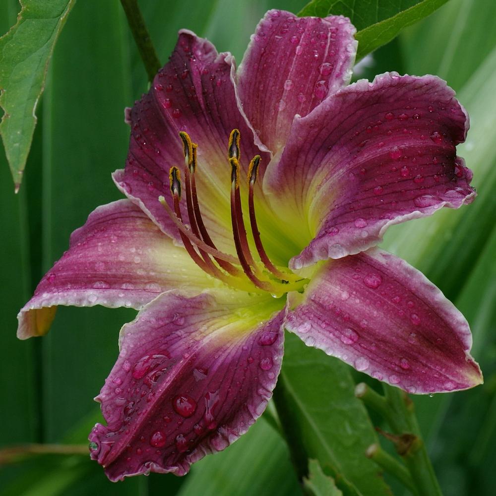 Photo of Daylily (Hemerocallis 'Indian Giver') uploaded by dirtdorphins