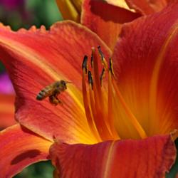 Location: My Garden, Utah
Date: 2015-07-19
#Pollination