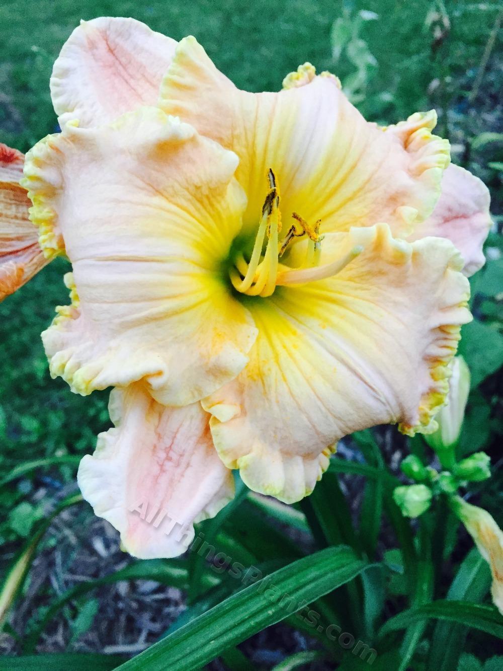 Photo of Daylily (Hemerocallis 'Spacecoast Passion Released') uploaded by magnolialover