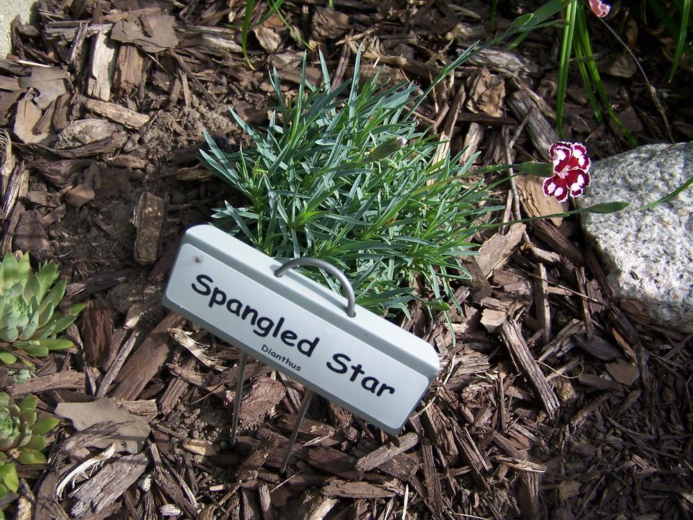 Photo of Carnation (Dianthus Star™ Spangled Star) uploaded by petruske