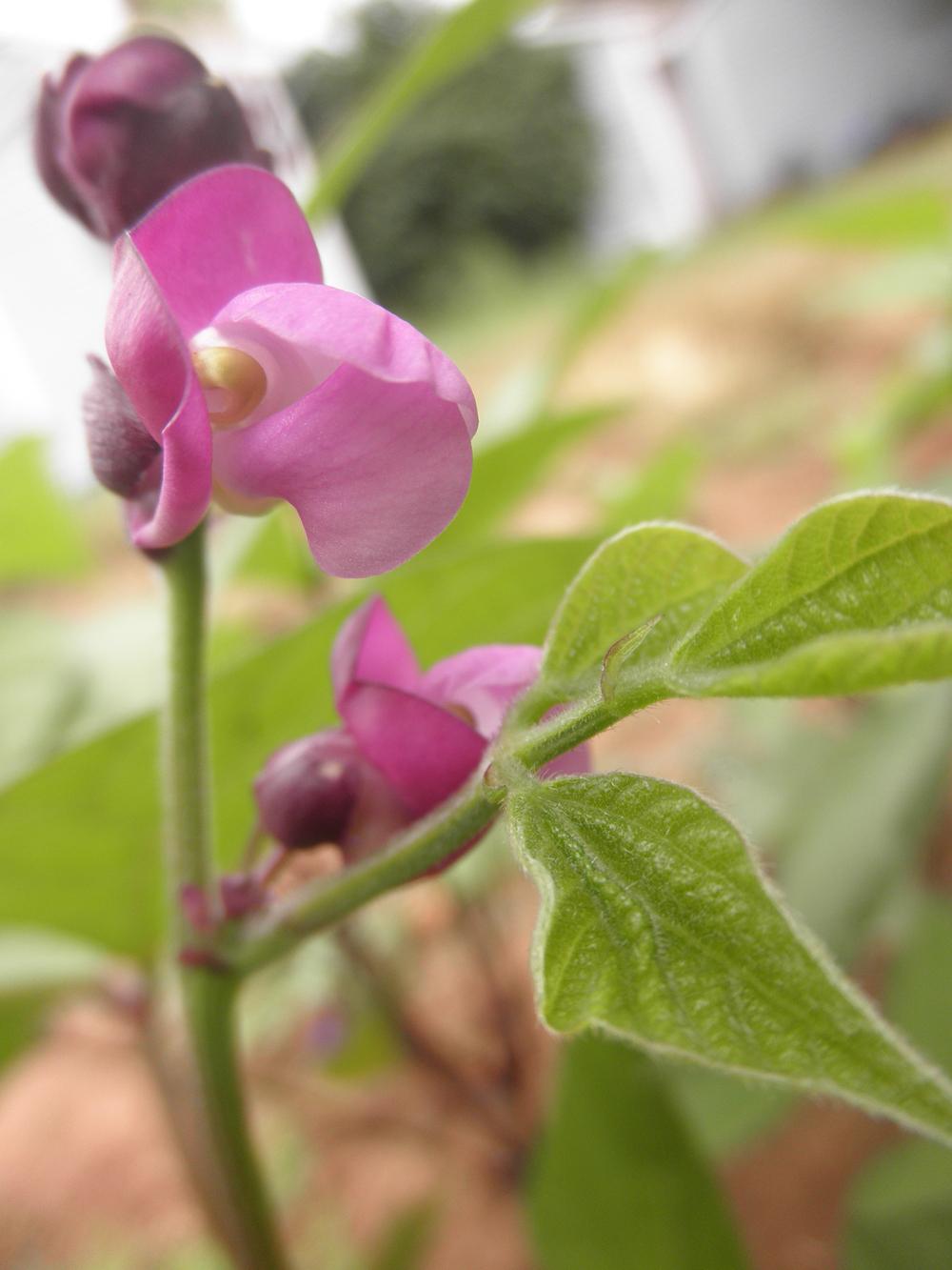 Photo of Bush Bean (Phaseolus vulgaris 'Royal Burgundy') uploaded by Aleaia