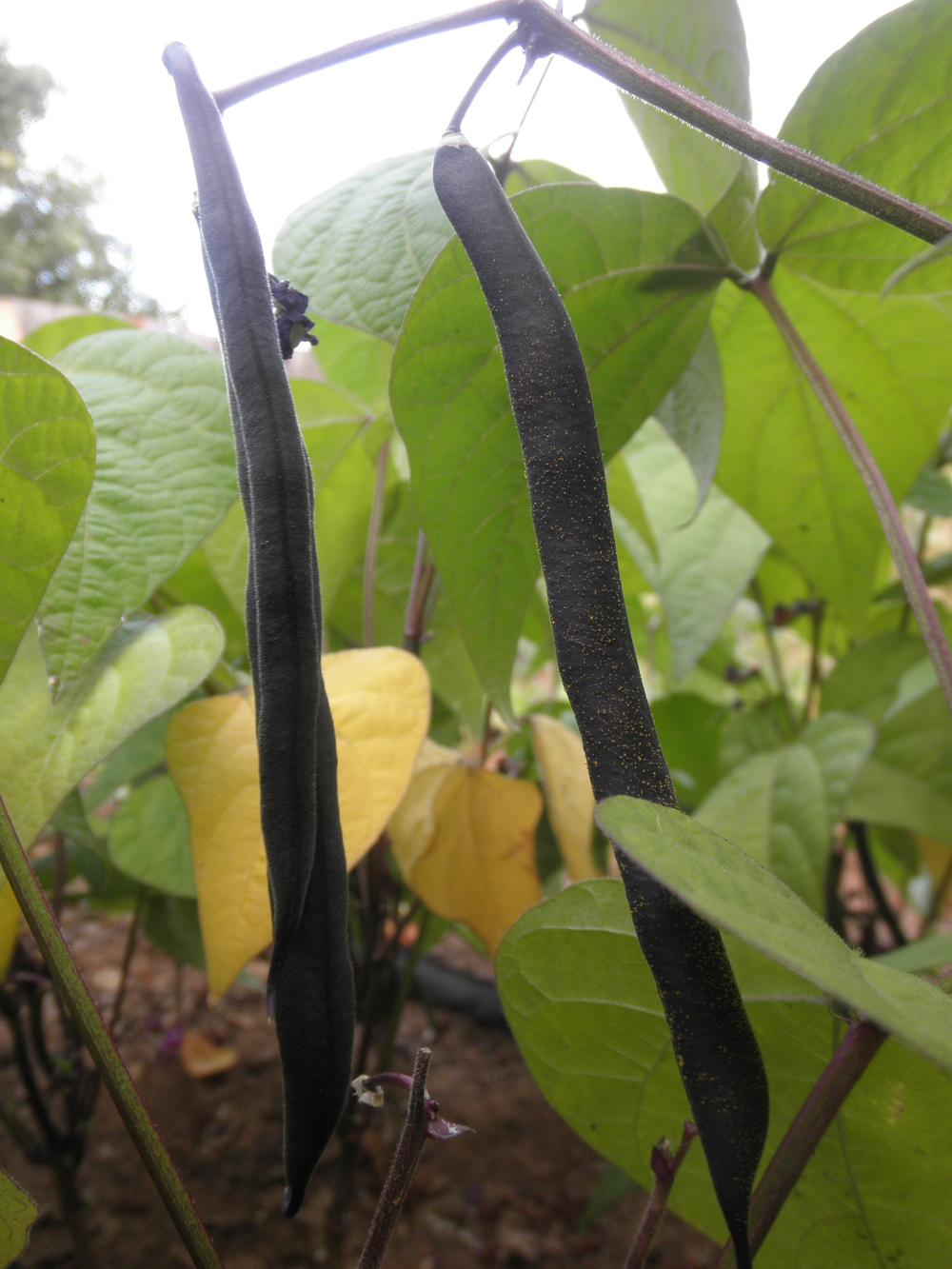 Photo of Bush Bean (Phaseolus vulgaris 'Royal Burgundy') uploaded by Aleaia